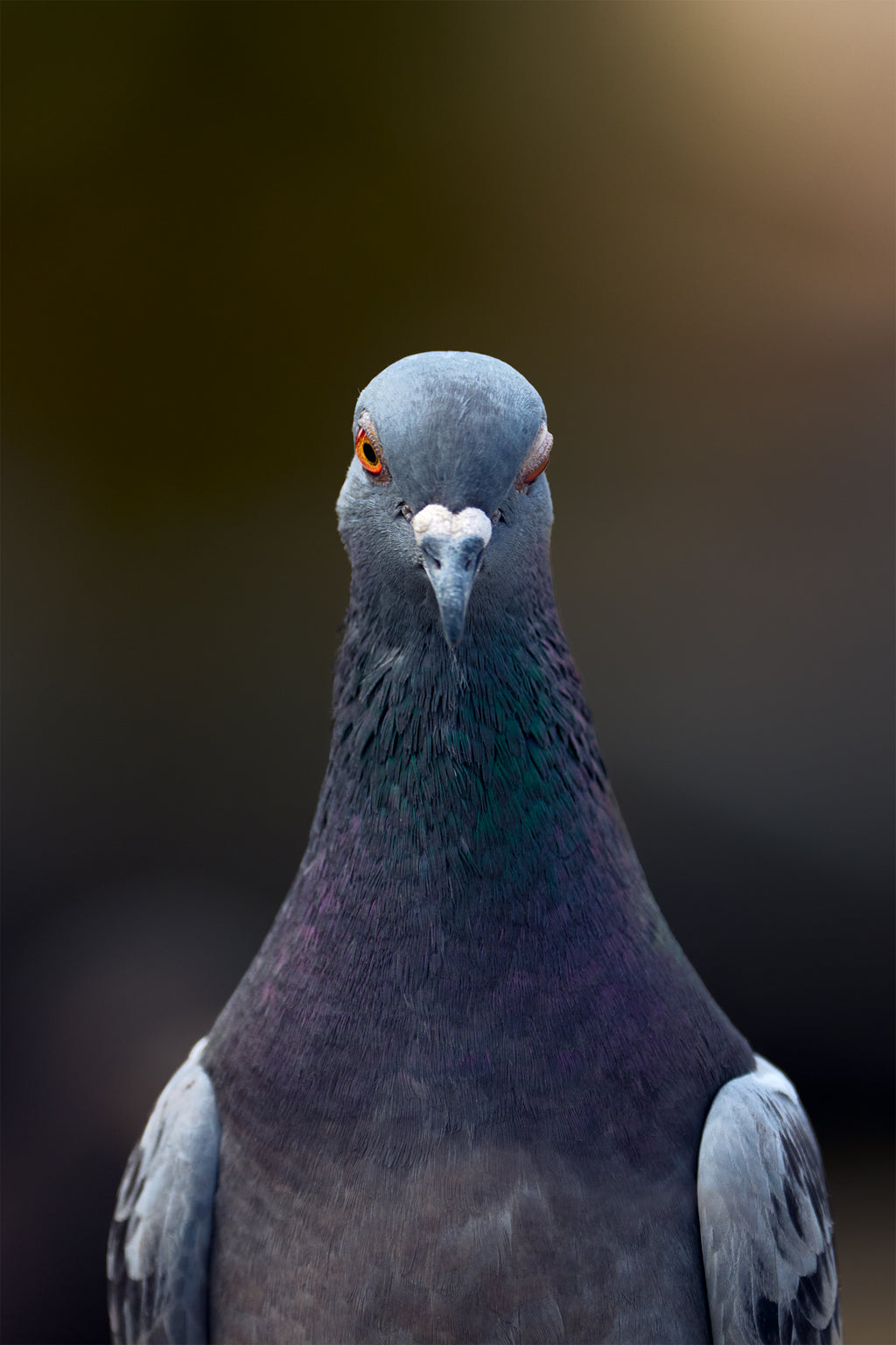 Sharon Sees What You're Up To, Kinda